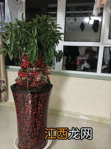 苹果树草本植物还是木本植物