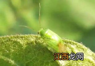 苹果树绿盲蝽特效药