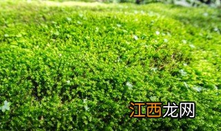 苔藓球盆栽怎么养，花盆适合种什么花