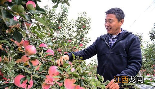 苹果树红蜘蛛用什么药