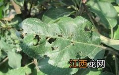 苹果树红蜘蛛用什么药