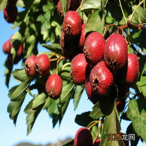 苹果树能嫁接山楂吗