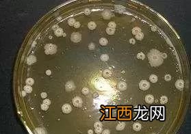 光合菌在水产养殖中的作用和使用时间，光合菌与芽孢杆菌可以一起用吗