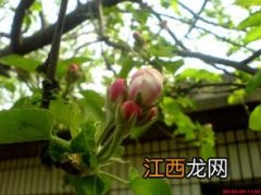 苹果树会开花吗