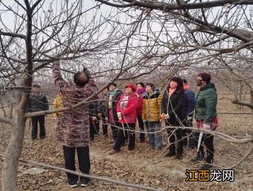 苹果树锯口用油漆可以吗