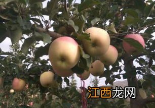 苹果树干什么颜色