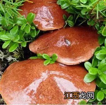 不同子实体形态的食用菌