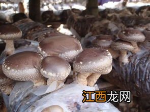 不同子实体形态的食用菌