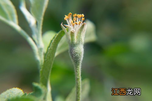 苹果树五月份怎样管理