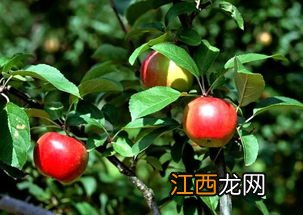 苹果树五月份怎样管理