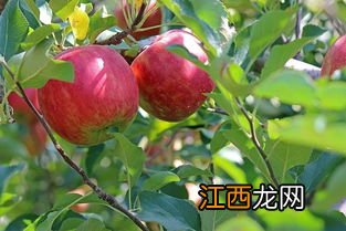 苹果树养金蝉会影响产量吗