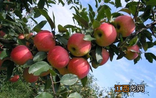 苹果树养金蝉会影响产量吗