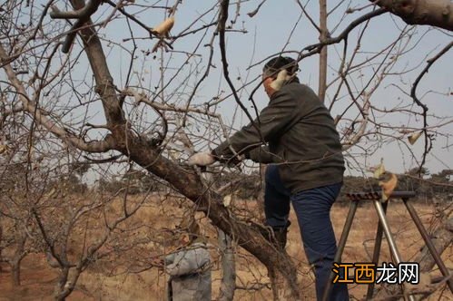 苹果树撒石灰时间