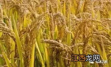 通育335水稻种的成熟期和特征，附简介