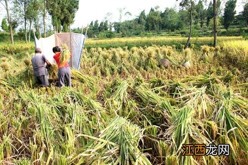 苹果树采摘后施什么肥好