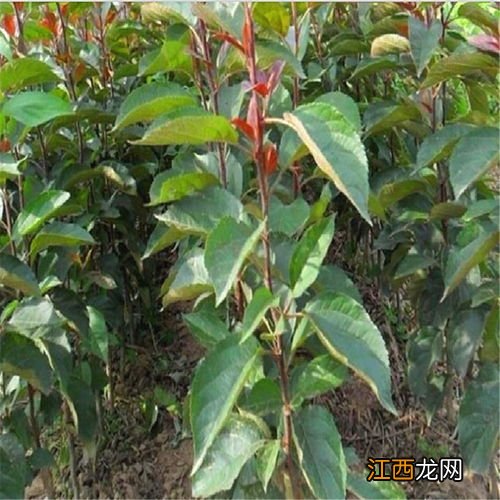 苹果树怎样育小苗