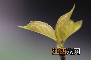 桃树先开花还是先长叶