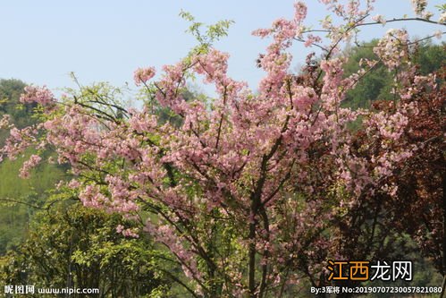 桃树和桃花树一样吗