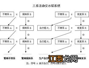 三系法杂交水稻，附原理和种植技术