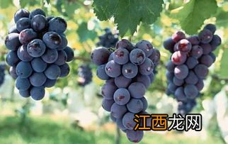 葡萄软果是什么原因造成的,葡萄喜欢什么肥料