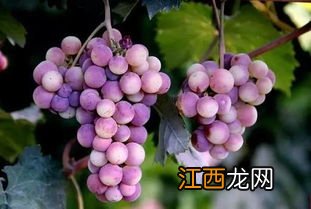 葡萄软果是什么原因造成的,葡萄喜欢什么肥料