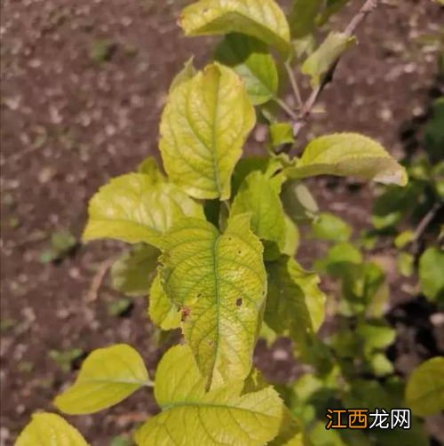苹果树缺镁有什么症状