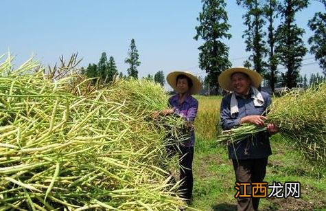 冬种油菜种植技术和管理