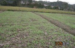 冬种油菜种植技术和管理