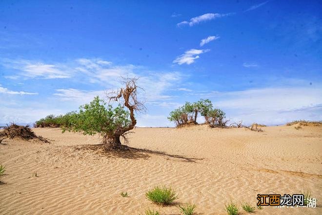 实拍格尔木胡杨林,海拔2800米,连绵1700亩,苍凉辽阔,拍照超酷