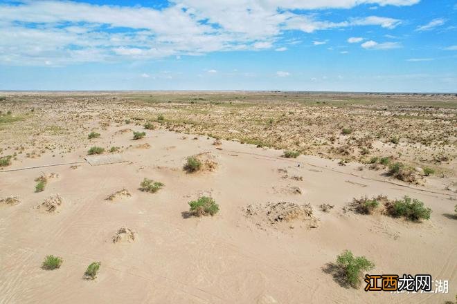 实拍格尔木胡杨林，海拔2800米，连绵1700亩，苍凉辽阔，拍照超酷