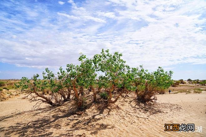实拍格尔木胡杨林,海拔2800米,连绵1700亩,苍凉辽阔,拍照超酷