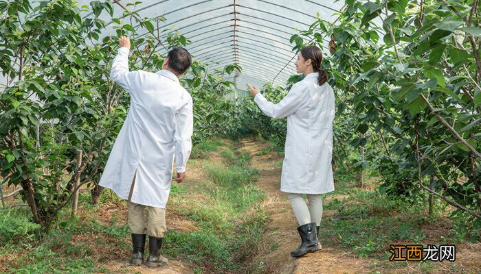 茶子树的种植技术与管理 茶籽树种植技术