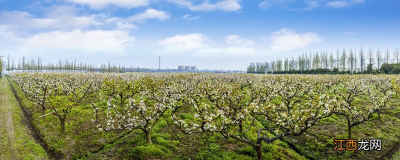 梨树嫁接时间和方法视频 梨树嫁接时间和方法