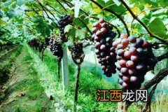 葡萄亩产，附葡萄生长环境条件