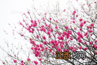 桃树的花是什么颜色