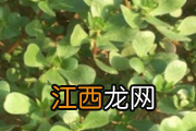 黄桃甜吗 黄桃去火还是上火