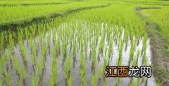 种植水稻的第一步是什么，水稻一年最多几季