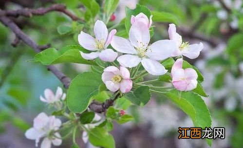 苹果树太高怎么办