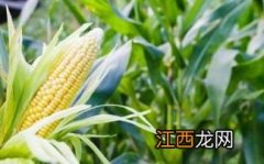 玉米先出穗还是先出棒，出棒后还要施肥吗