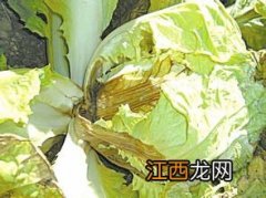 大白菜软腐病怎么防治，是什么原因导致的