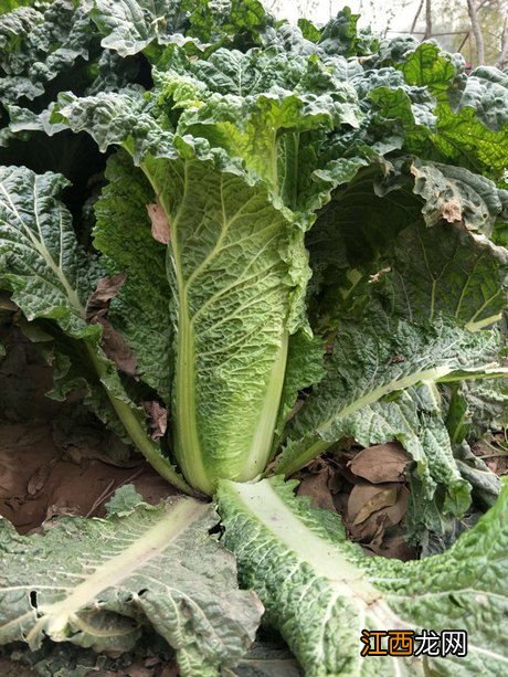 大白菜软腐病怎么防治,是什么原因导致的