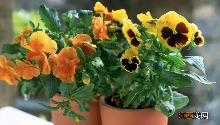 花芯和花蕊的区别 花芯和花蕊的区别