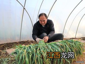 蒜苗种植技术和管理方法