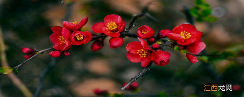 花语比较虐心的花 晚夜玉衡海棠花语