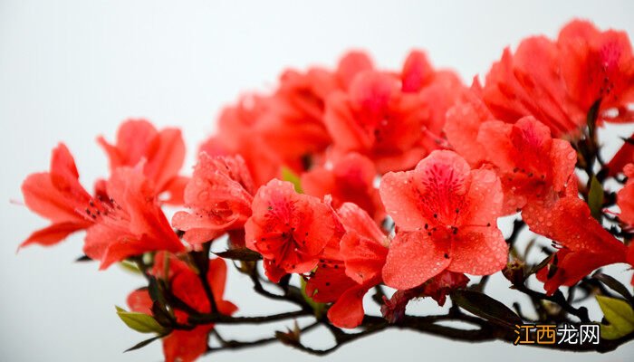 不畏严寒的植物有哪些 不畏严寒的植物