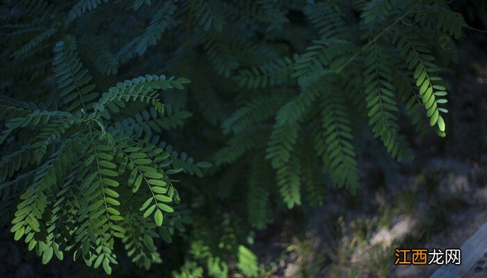 山椒藻是什么植物类群 山椒藻是什么植物