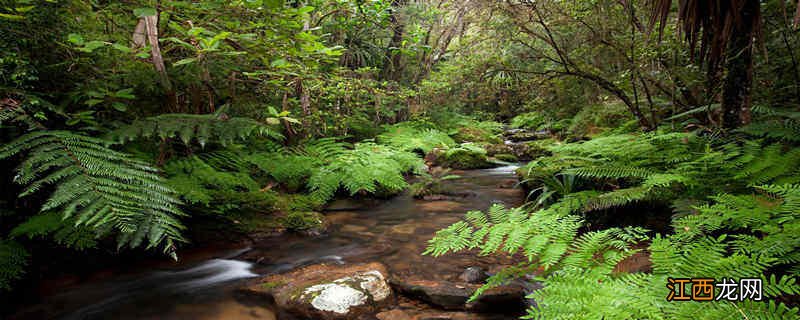 山椒藻是什么植物类群 山椒藻是什么植物