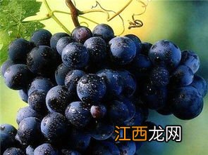 沪太8号葡萄特点，附简介