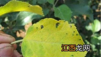 苹果树不落叶是什么原因