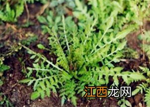 白鲜皮一亩地能产多少斤，附种植方法与时间